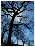 Silhouette by scottalynch
