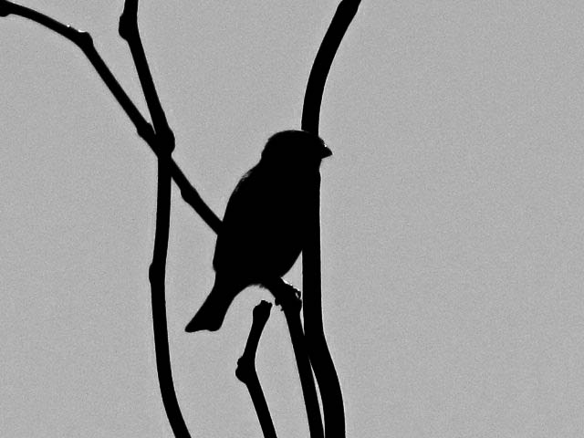 sparrow silhouette