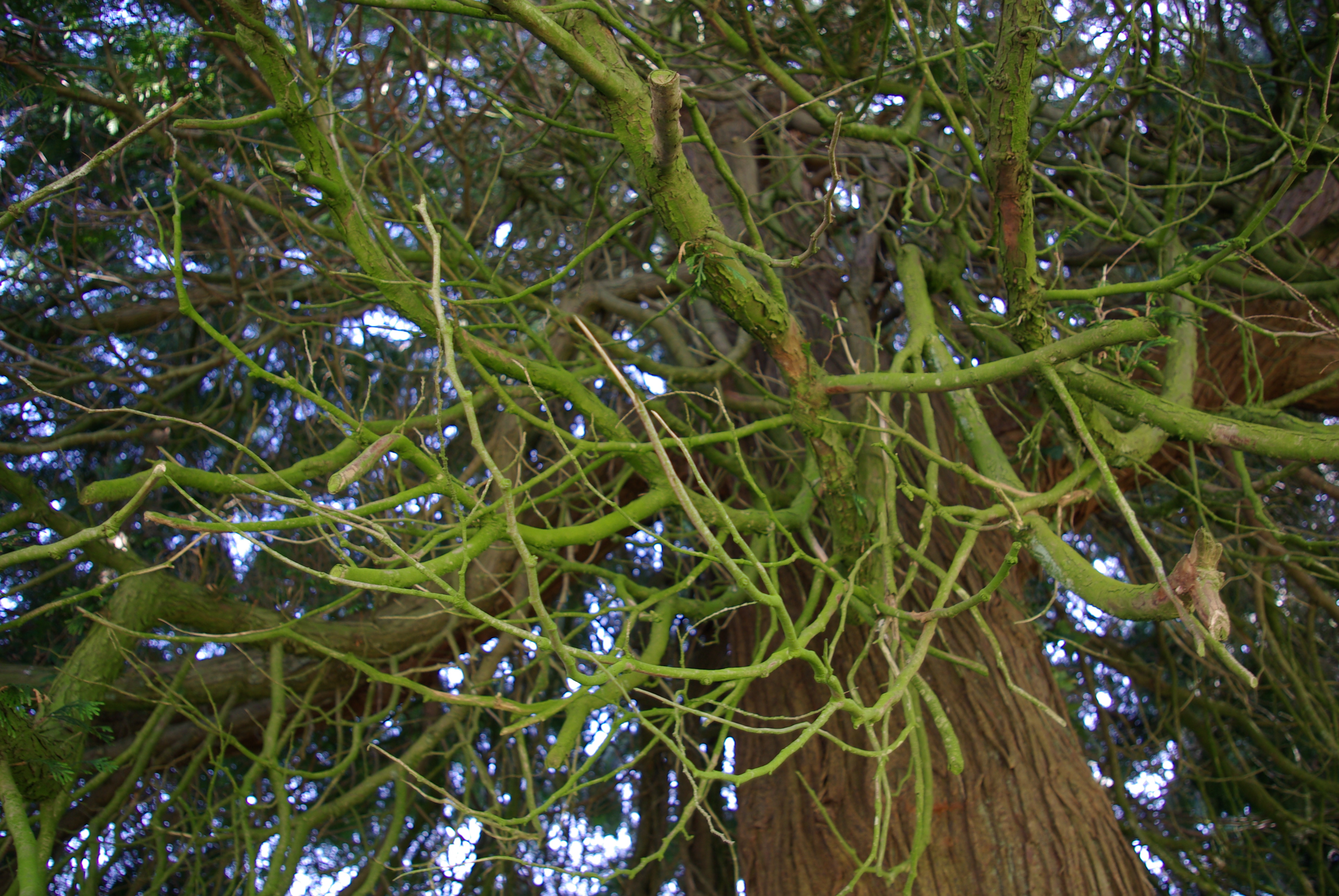 Textures - Bizarre Tree