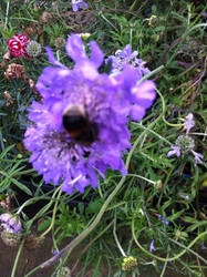 flower and bee