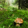 landscape with boletus