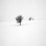 alone in the white III