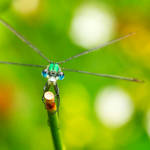 startposition by indojo