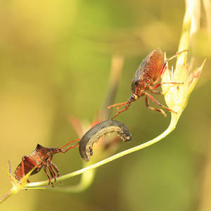 a bug with prey II by indojo