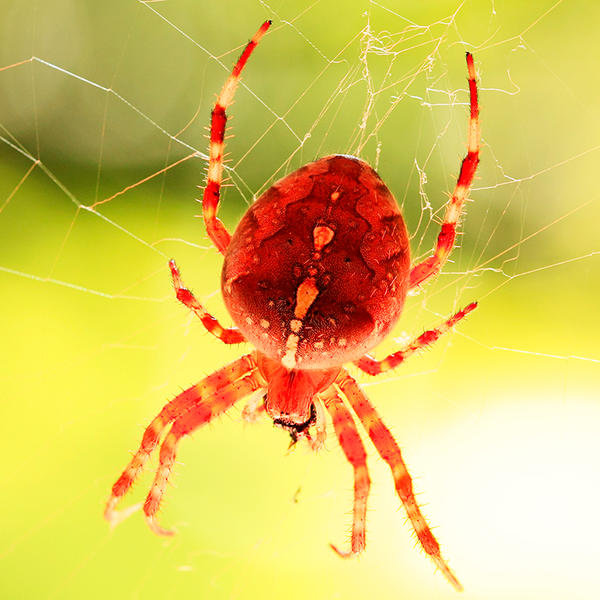 Ред спайдер. Паук Рэд Спайдер. Красный паук деньгопряд. Паук красного цвета. Маленький паук красного цвета.