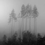morning V by indojo