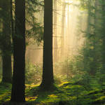morning by indojo