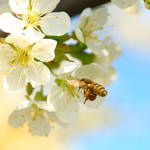 blossom diving IV by indojo