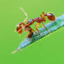 fighting ants