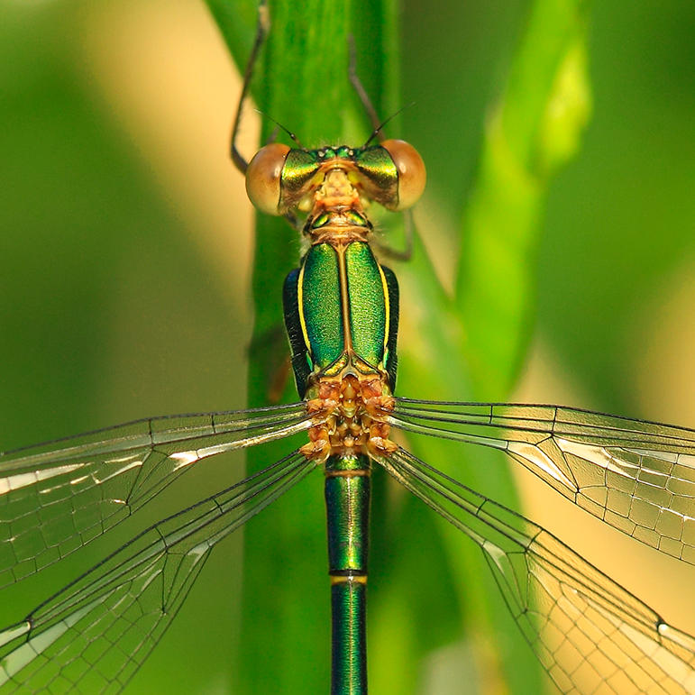 green beauty by indojo