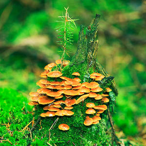 mushroomtower