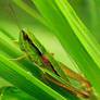 grashopper