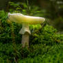 shroom II