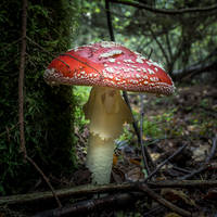 red beauty