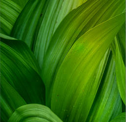 Green Lines by indojo