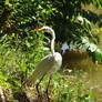 Botanical Garden Resident