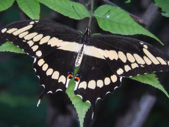 Giant Swallowtail Butterfly