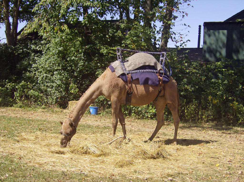 Camel Rides 1 by OsorrisStock on DeviantArt