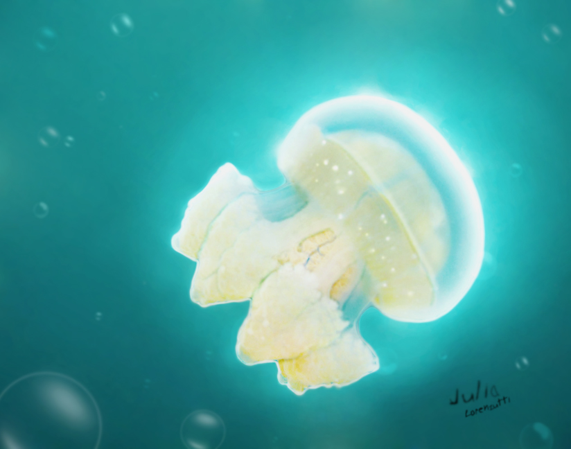 Jellyfish