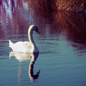 White Swan