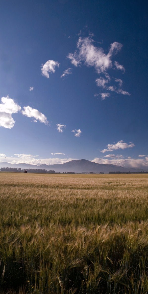 Golden Field