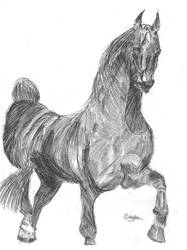 Equine Sketch