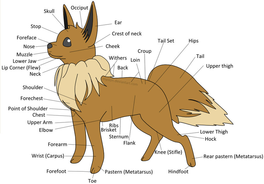 Eevee Anatomy by Myoijin on DeviantArt