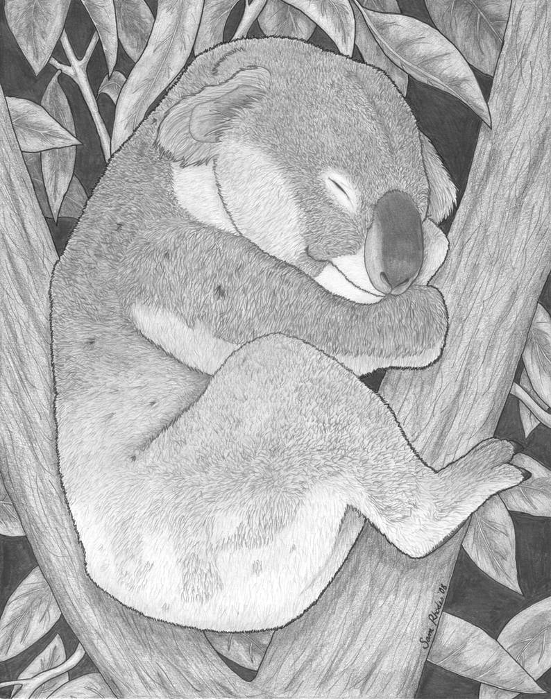 Koala