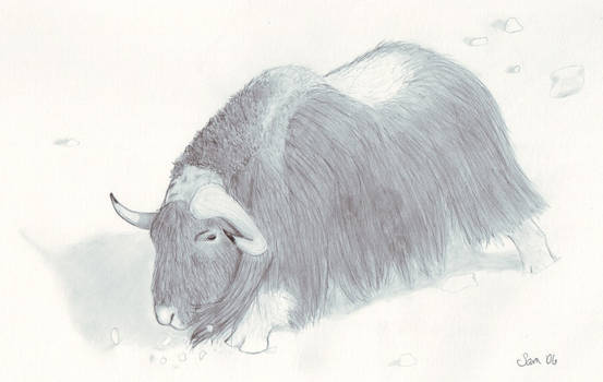 Male Musk Ox