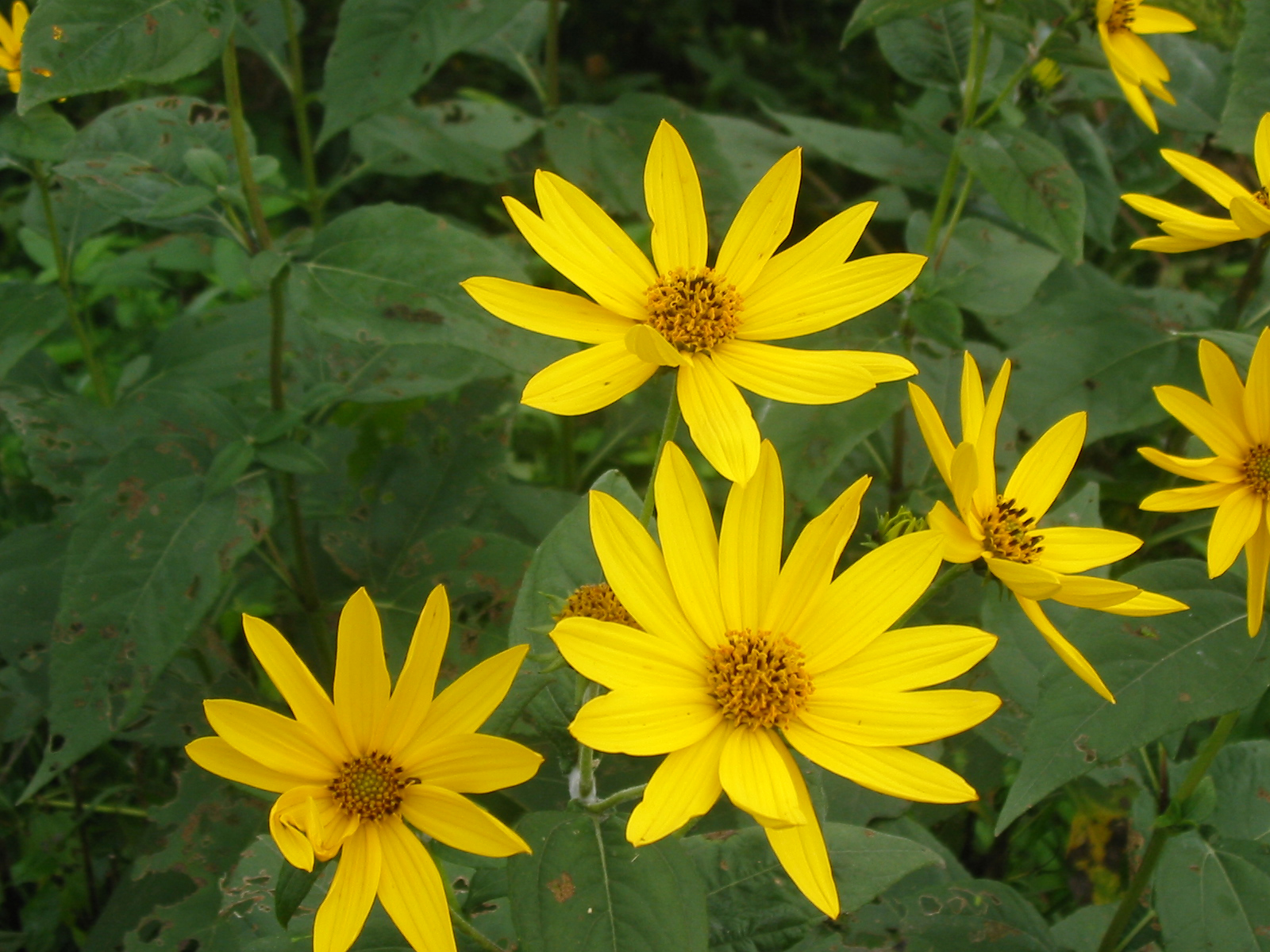 yellow flowers