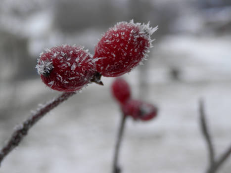 Ice-Spiked Berry