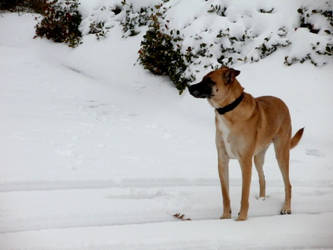 Snow Dog