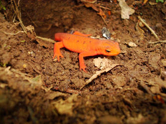 Red Eft on the AT