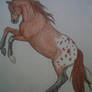 +Appaloosa+