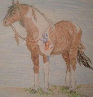 Native American Pony