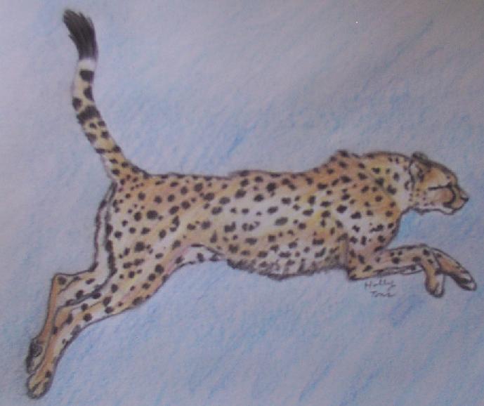 Cheetah