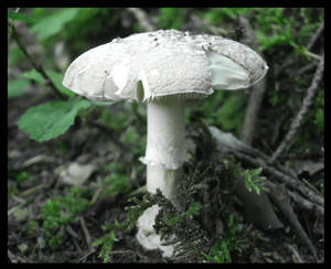 Mushroom