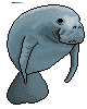 Also known as the manatee by SquarePuff