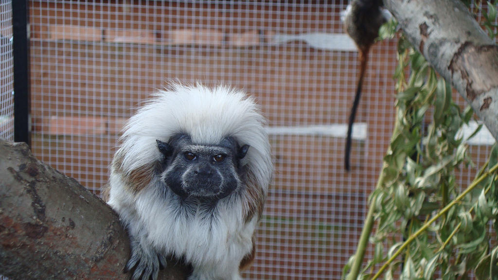 Cotton-top tamarin