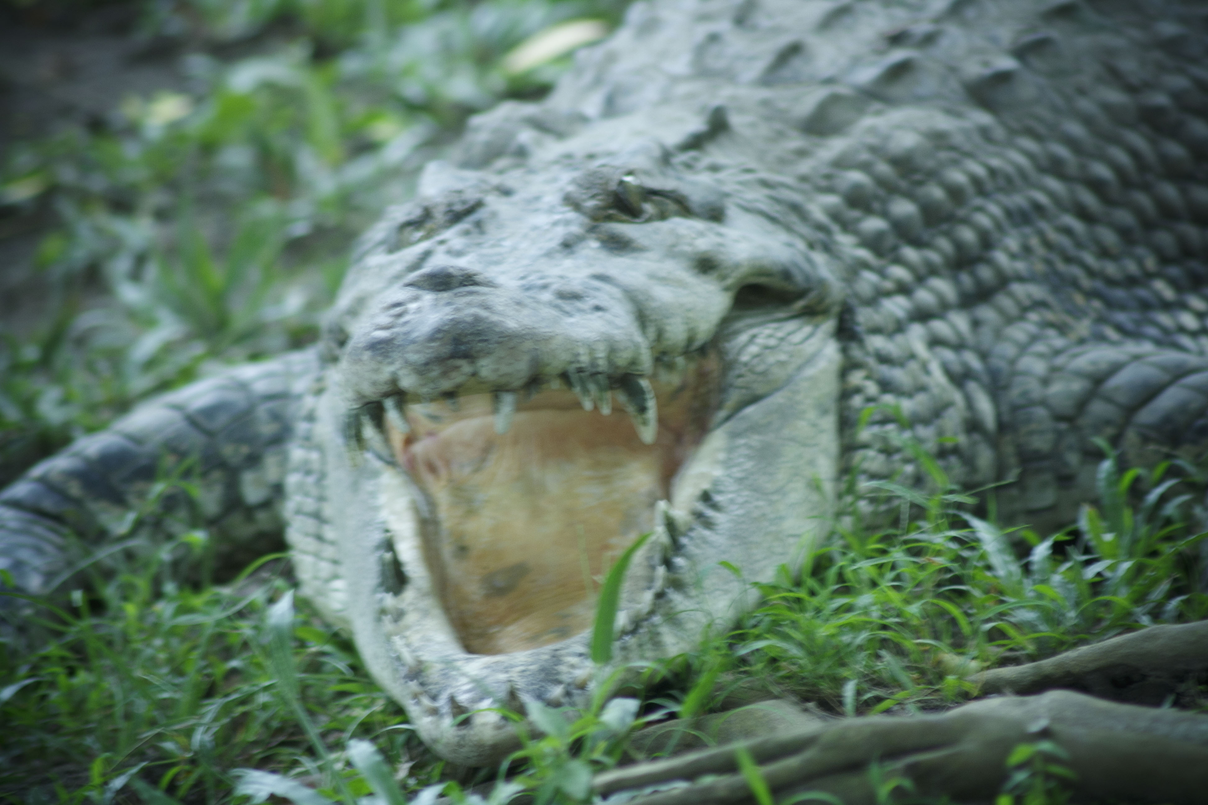 Angry Croc angry croc by digirido on DeviantArt
