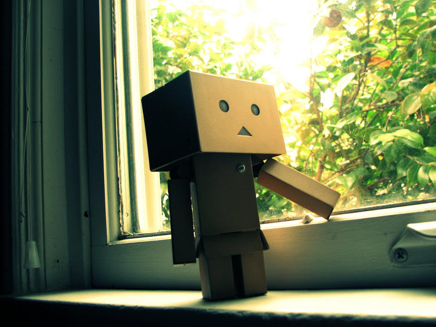 Danbo window