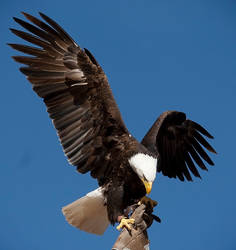 American Bald Eagle