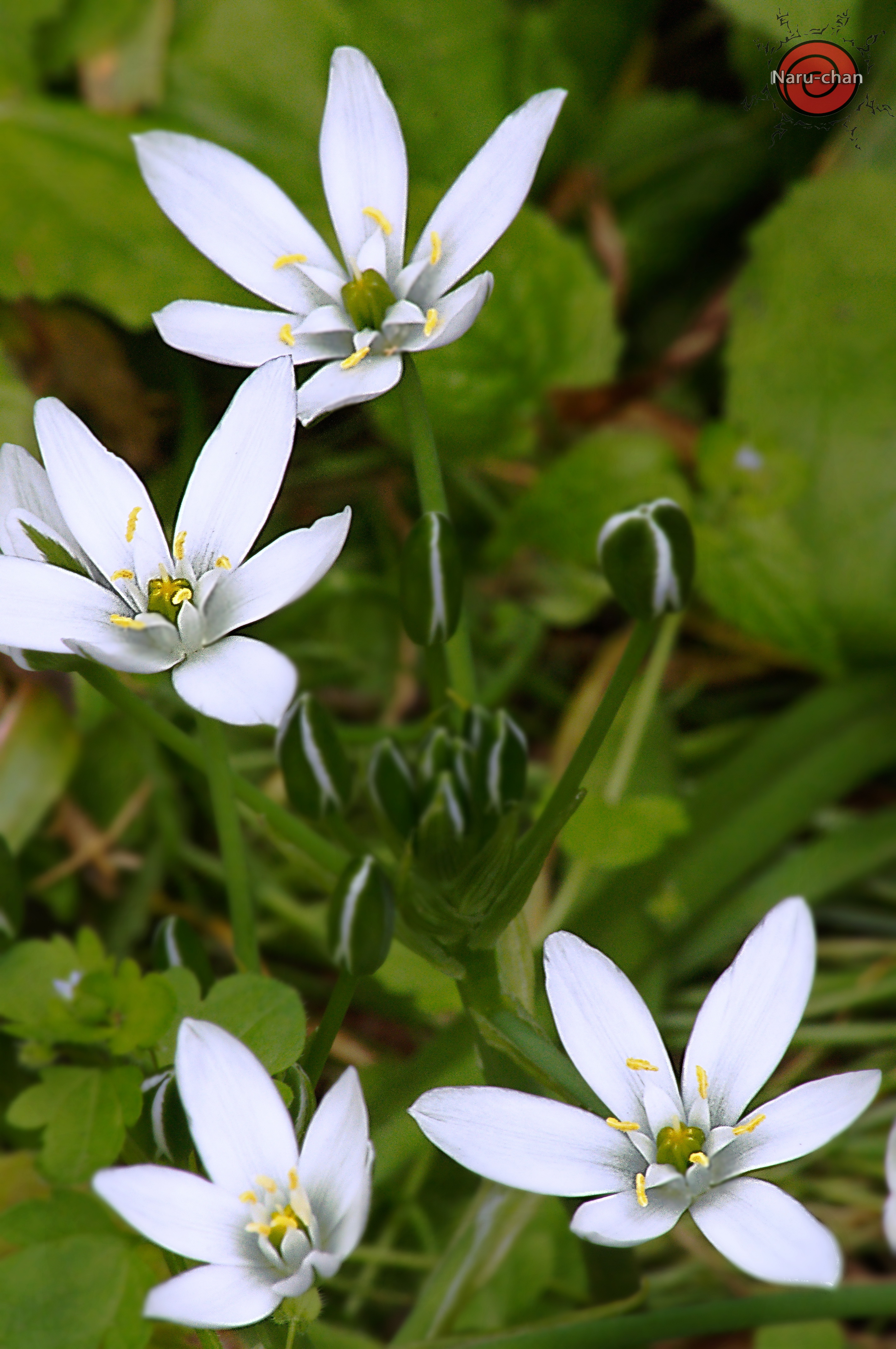 white flower