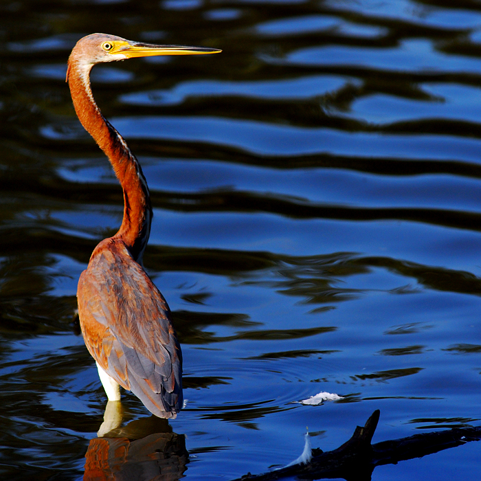 Louisiana Heron 3