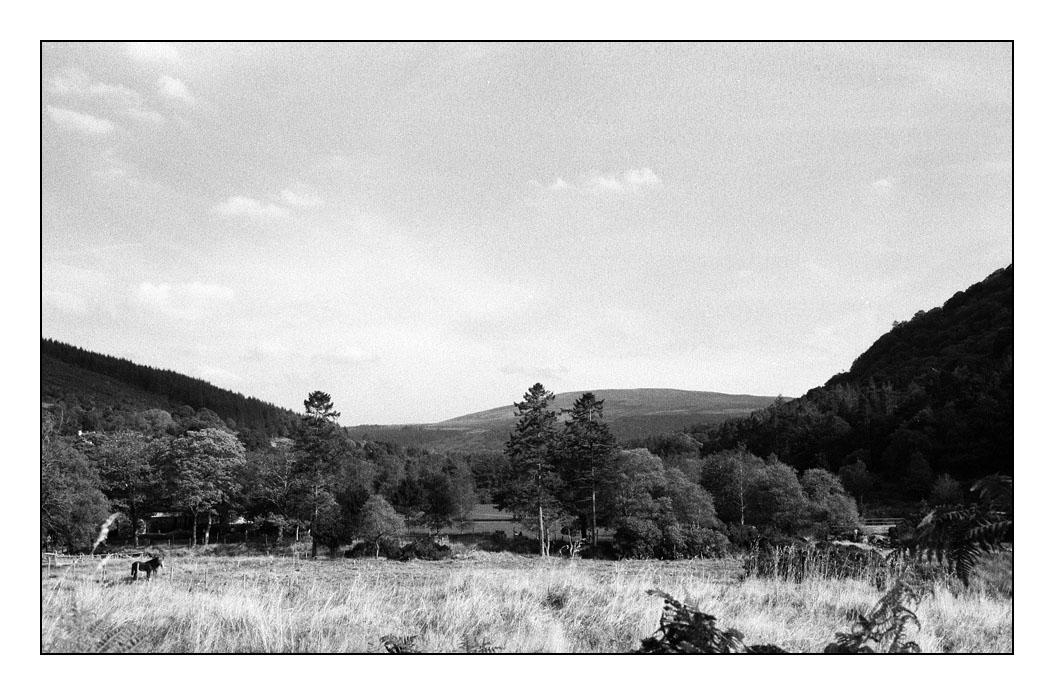 Horse at Glendalough