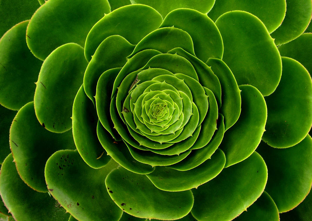 Зеленый цвет национальный. Грин Плант растения. Хризантема Кастелли. Зеленые цветы.