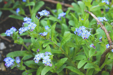 Forget-me-nots