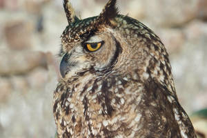 Rapacious - Owl