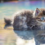 Adorable kitten and the puddle of life