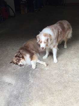 Cooper's Last